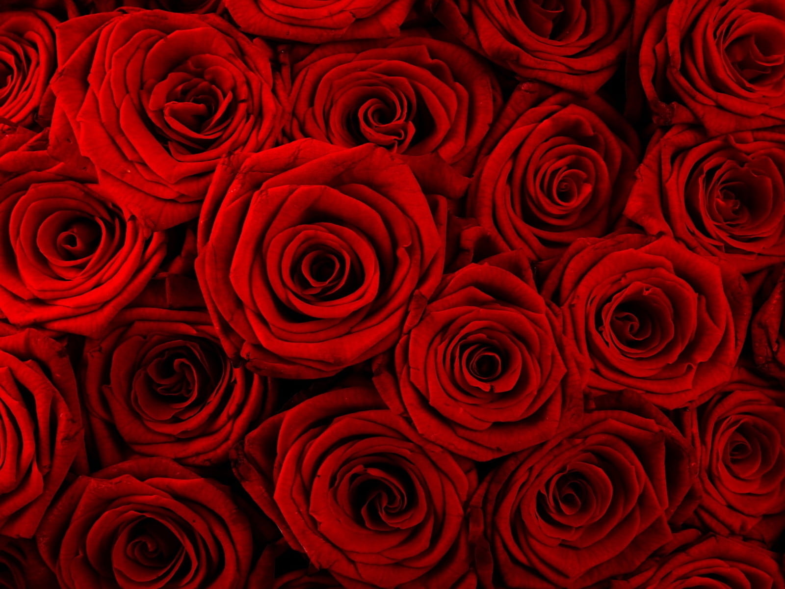 bunch of red roses digital wallpaper