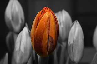 selective color photography of orange tulip