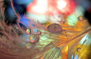 macro photography of white feather with dew