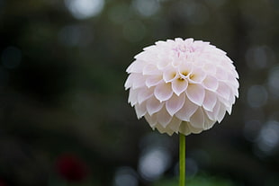 macro photography of white petal flower