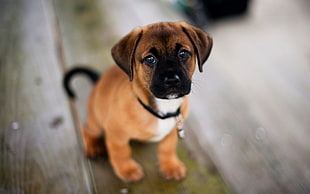 short-coated tan and white puppy