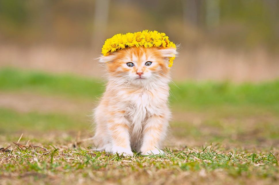orange Tabby kitten sitting on the green grass HD wallpaper