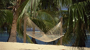gray canvas hammock hang between coconut trees HD wallpaper