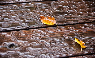 brown and white wooden board, water, wooden surface, fall, leaves