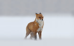 shallow focus photography of fox
