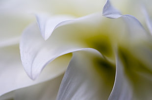 selective focus photography of white flower petal