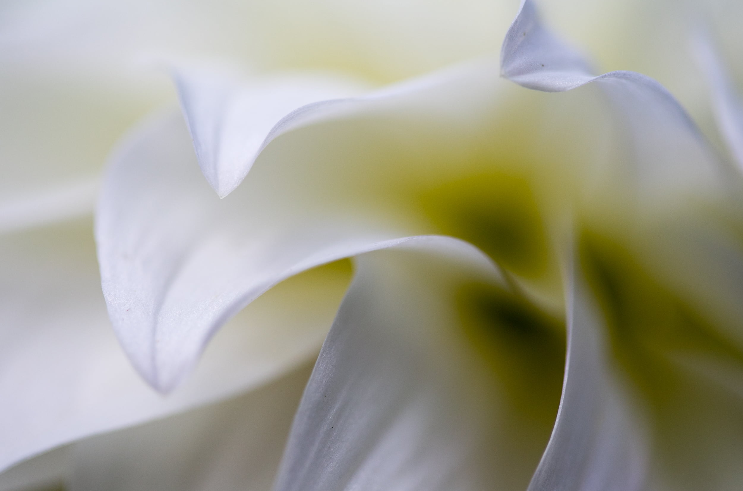 selective focus photography of white flower petal