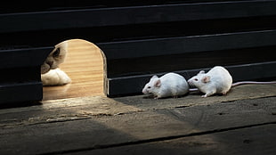 two white mice, animals, cat, waiting, wood