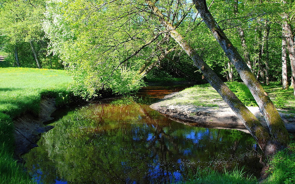 calm water surrounded by trees HD wallpaper