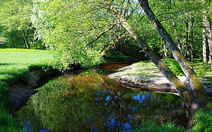calm water surrounded by trees