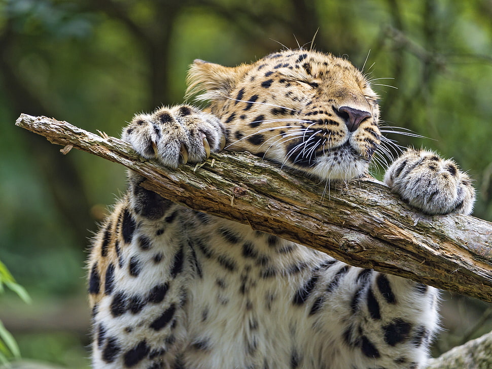tiger grabbing brown tree branch, leopard HD wallpaper