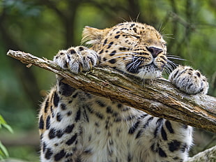 tiger grabbing brown tree branch, leopard