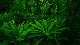 green plants, ferns HD wallpaper