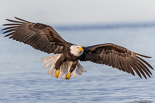 Bald Eagle soaring above water