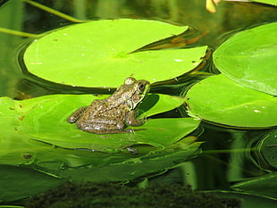 green and brown frog in water lily