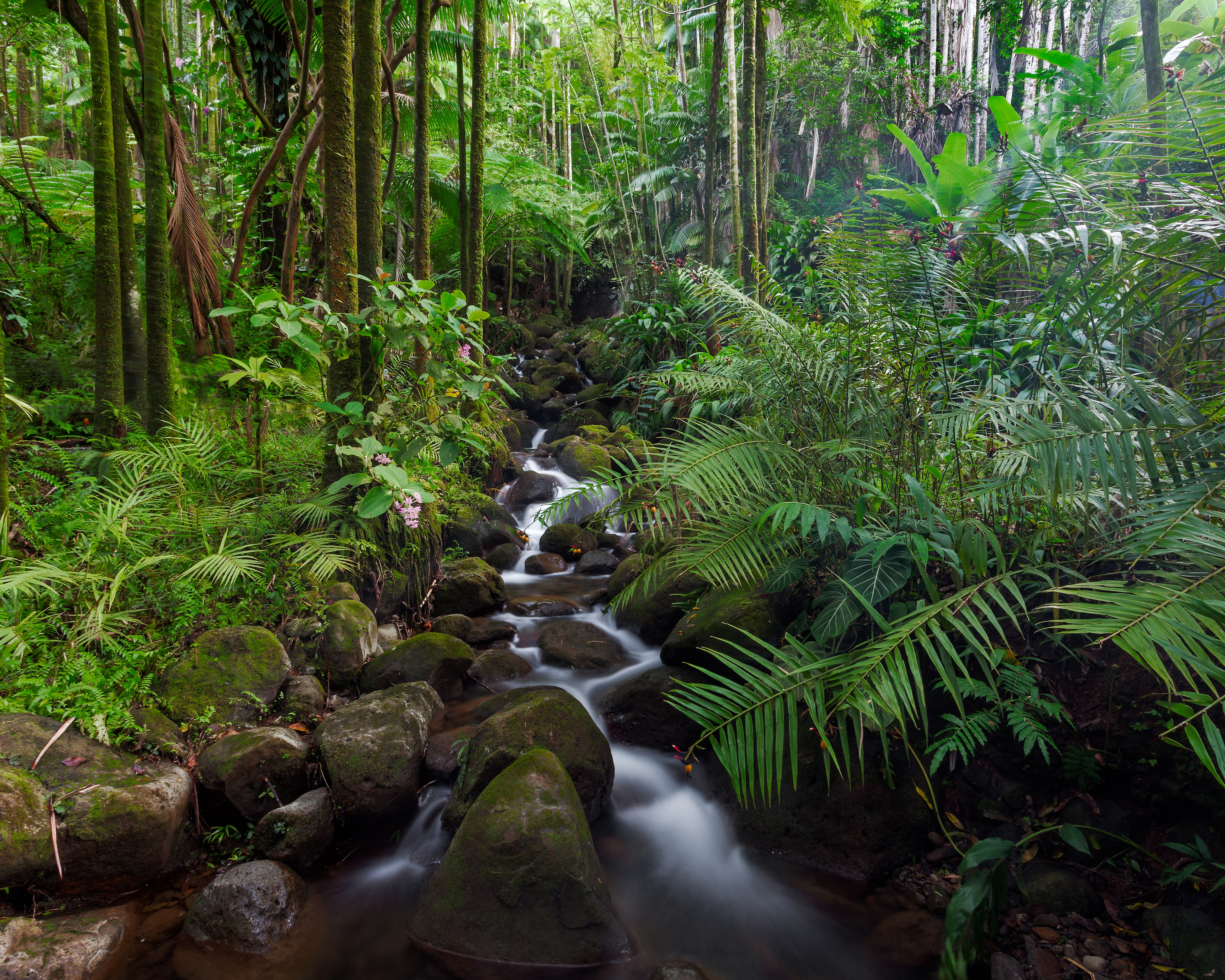 Что такое влажный экваториальный лес. Тропические дождевые леса Амазонии. Лес Эль Юнке, Пуэрто-Рико. Сельва Южной Америки. Гилея Южной Америки это.