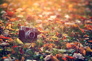 photo of black-and-gray film camera on grass and brown leaves