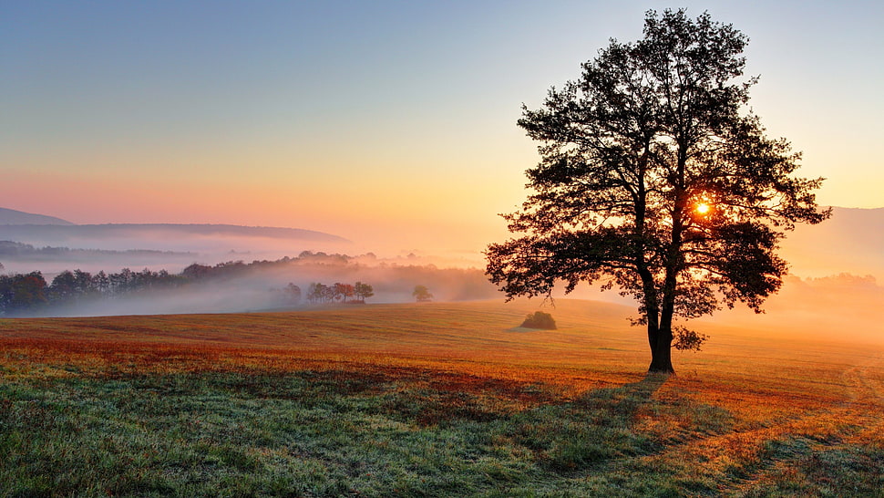 green tree and grass meadow, trees, Sun, mist HD wallpaper
