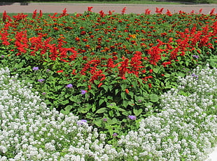 red and white flower field at daytime