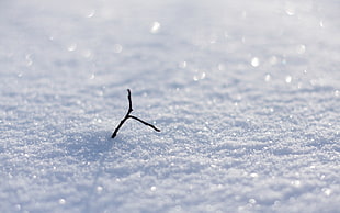 brown branch on white snow