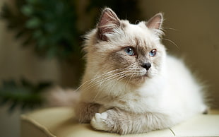 selective focus photography of Siamese Persian cat