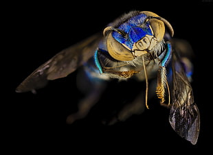 blue and black insect in macro photography HD wallpaper