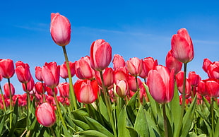 tulip flowers photo