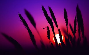 silhouette of wheat, sunset, spikelets, nature, silhouette HD wallpaper