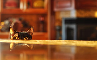 black short-coat cat beside brown wooden tabletop