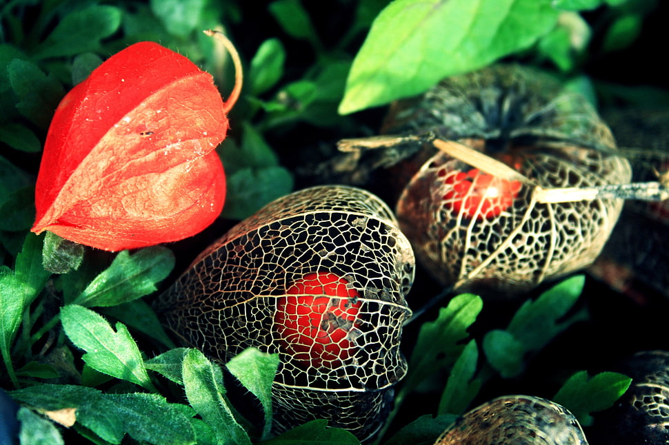 red Physalis plant HD wallpaper