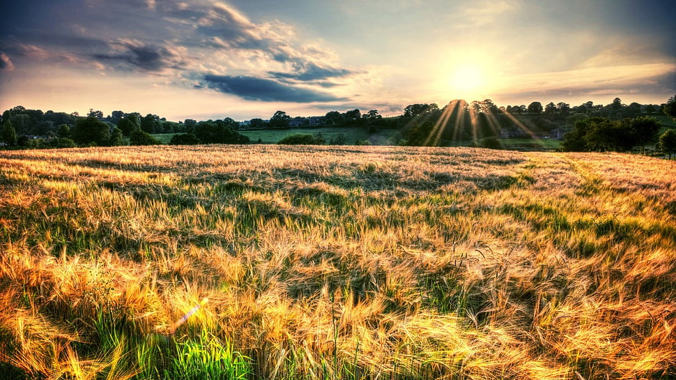 brown grass field, nature, field, sunset, grass HD wallpaper
