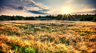 brown grass field, nature, field, sunset, grass