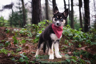 black and white Siberian husky puppy, forest, nature, dog, animals