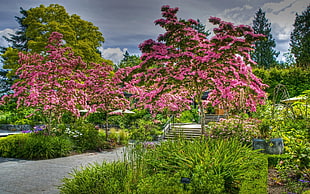 landscape photography of pink petaled flowering trees