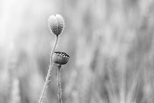 grayscale photo of plant HD wallpaper