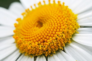 macro photography of sunflower, daisy