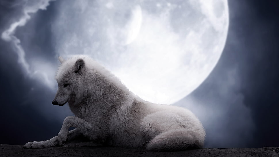 white wolf under full moon HD wallpaper