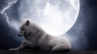 white wolf under full moon