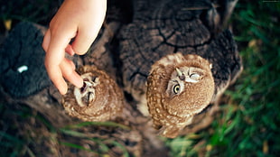 tilt shift photography of two brown owls with person feeding it