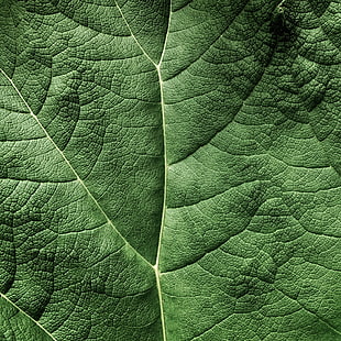 green leaf photo HD wallpaper