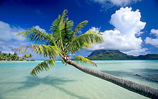 slanted green palm tree near the seawater facing tall mountains under cloudy sky