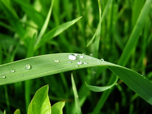 water droplets on grass HD wallpaper