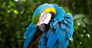green-and-blue Macaw HD wallpaper