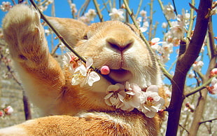 closeup photo of brown and white animal on tree branch during daytime