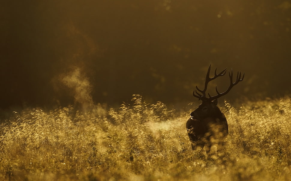 brown deer during daytime HD wallpaper