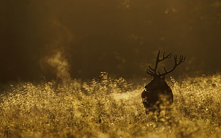 brown deer during daytime