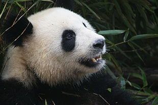 Panda beside green leaf plant