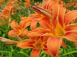orange petaled flowers photo
