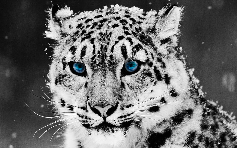 Albino Tiger HD wallpaper
