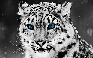 Albino Tiger HD wallpaper